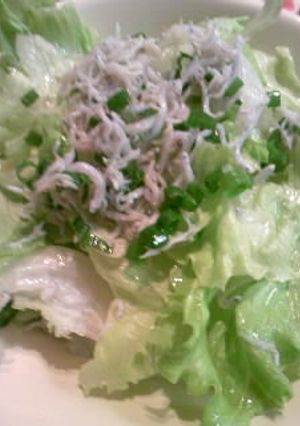 ふりふりしらすとレタスのサラダ-レシピのメイン写真