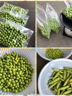 2021 えんどう豆冷凍保存-レシピのメイン写真