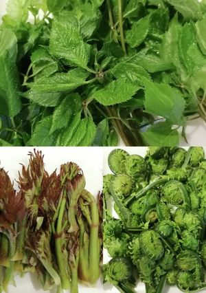 ★山菜の天ぷら★こごみ★タラの芽★こし油-レシピのメイン写真