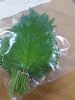しその保存(ぶら下げ)-レシピのメイン写真