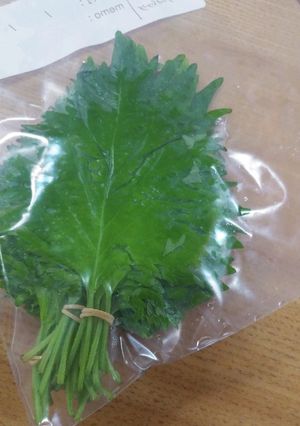 しその保存(ぶら下げ)-レシピのメイン写真