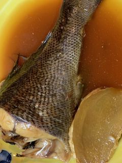 #魚の煮つけ#煮魚#いさきの煮つけ-レシピのメイン写真
