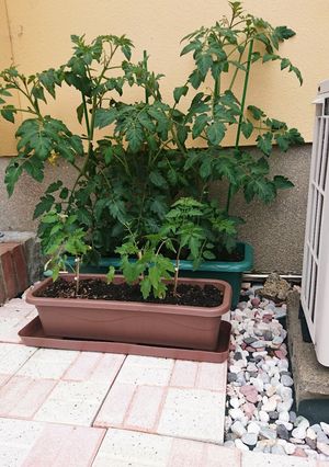 育ててみよう！プチトマトっ。簡単だよ。-レシピのメイン写真