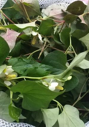 簡単!100均洗濯ネットでドクダミ茶-レシピのメイン写真