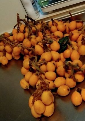 ビワのコンポート-レシピのメイン写真