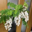 アカシアの花の天ぷら