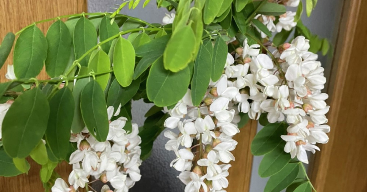 基本からアレンジまで!思わずつくりたくなる「アカシアの花」のレシピ集 | クックパッド