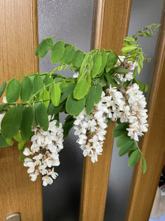 アカシアの花の天ぷら-レシピのメイン写真