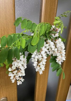 アカシアの花の天ぷら-レシピのメイン写真