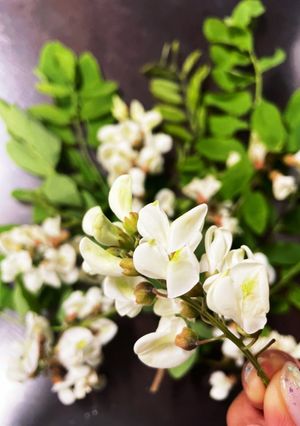 アカシア花酒-レシピのメイン写真