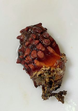 ホヤの捌き方（お刺身まで）-レシピのメイン写真