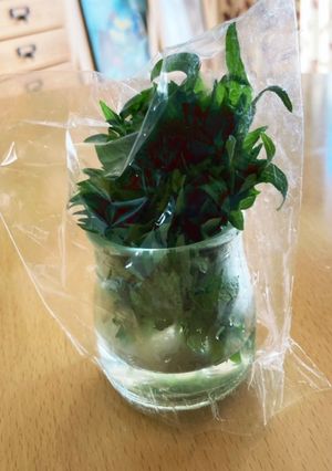 大葉の保存方法-レシピのメイン写真
