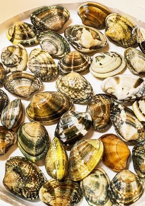 昆布と混浴♬アサリ砂抜き-レシピのメイン写真