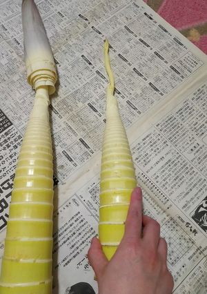 姫竹、はちくの処理-レシピのメイン写真