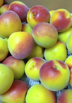 ☆完熟南高梅で梅干し！ジップロック使用☆-レシピのメイン写真