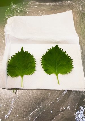 大葉の保存方法(写真のは10日前購入)-レシピのメイン写真