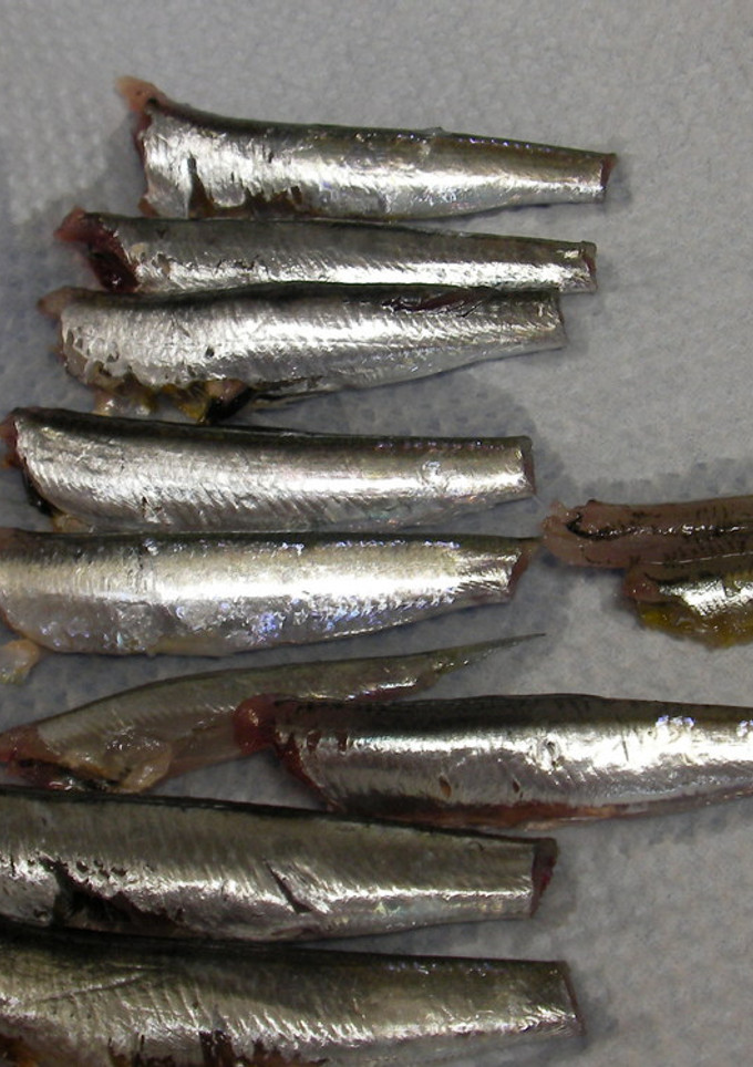 魚が釣れたら、これだけはして持って帰ろう-レシピのメイン写真