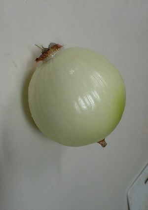 つるんと簡単☆玉ねぎ皮むき-レシピのメイン写真