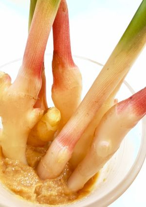 簡単おつまみ♪酢味噌でやみつき葉生姜-レシピのメイン写真