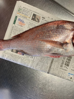 大きな鯛 刺身・焼・潮汁-レシピのメイン写真