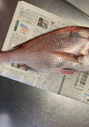 大きな鯛　刺身・焼・潮汁-レシピのメイン写真