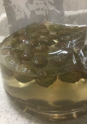 梅酢ジュース-レシピのメイン写真