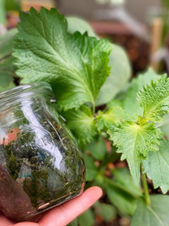 大葉の大量消費に!大葉胡椒-レシピのメイン写真