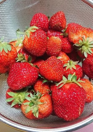 【いちご】美味しく保存-レシピのメイン写真
