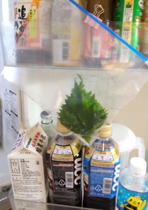 目からウロコ！！！大葉の保存方法-レシピのメイン写真