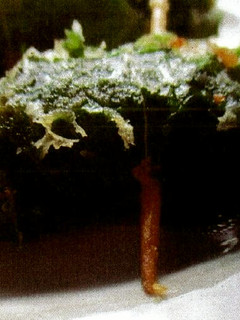 大葉とチーズとあんこうの唐揚しょうが風味-レシピのメイン写真