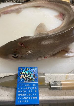 サメ君を捌いてみた（笑）-レシピのメイン写真