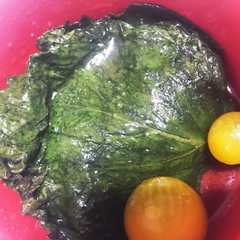 รูปของ シソのあっさり漬け　ご飯もりもり