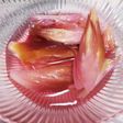 かんたん酢でミョウガの甘酢漬け