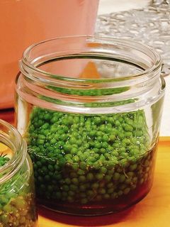 実山椒の醤油漬け-レシピのメイン写真