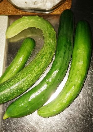 家庭菜園のミニキュウリ収穫！-レシピのメイン写真