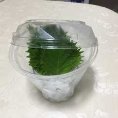 รูปของ 大葉の保存法