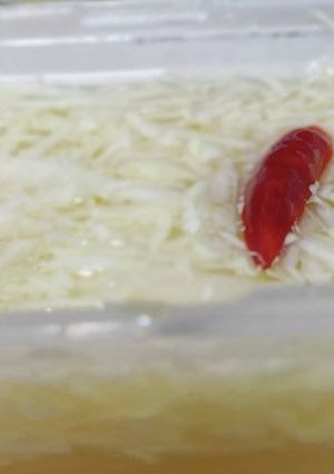 すし酢と千切りキャベツのかんたんピクルス-レシピのメイン写真