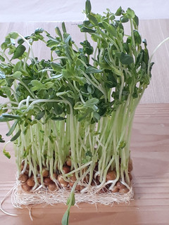 【野菜ソムリエ】豆苗の再生栽培-レシピのメイン写真
