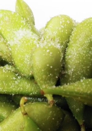 ぶっこみ☆茹で枝豆♪-レシピのメイン写真