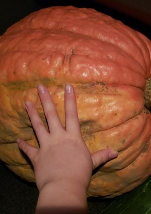 おばけかぼちゃの始末-レシピのメイン写真