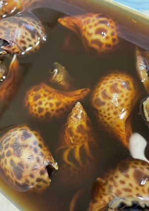 つるんと最後まで！バイ貝の煮付け-レシピのメイン写真