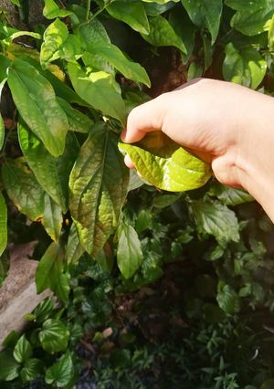 【沖縄】島胡椒ﾋﾟﾊﾟｰﾁの葉の天ぷら-レシピのメイン写真