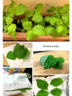 大葉の保存-レシピのメイン写真
