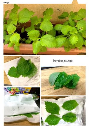 大葉の保存-レシピのメイン写真