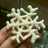雪の結晶チョコの作り方