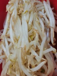 レンチンで茹でモヤシ-レシピのメイン写真