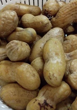 生落花生(おおまさり)の茹で方-レシピのメイン写真