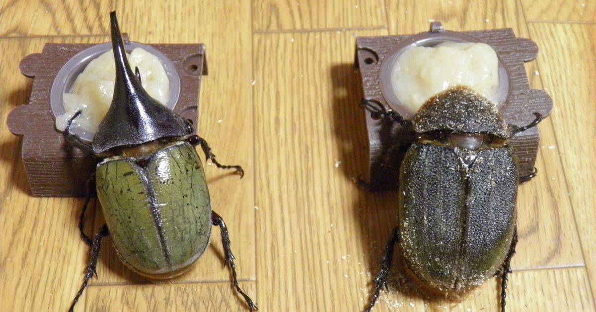 たんぱく昆虫ゼリー＊カブトムシ＊クワガタ by おとめてお