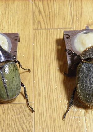 たんぱく昆虫ゼリー＊カブトムシ＊クワガタ-レシピのメイン写真