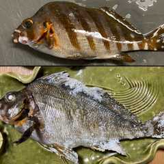รูปของ 釣り人必見！タカノハダイの塩焼き
